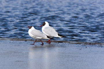 Black-headed (Larus ridibundus)
