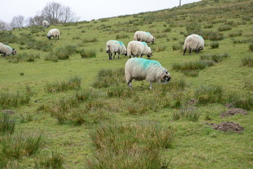 Sheeps in the Scottish highlands