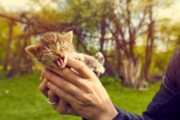 Small kitten kept by a woman