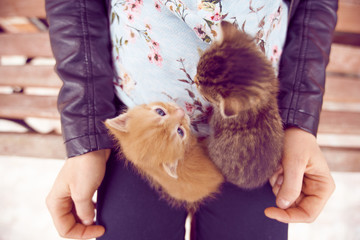 Small kitten kept by a woman