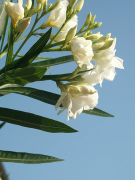  White oleander