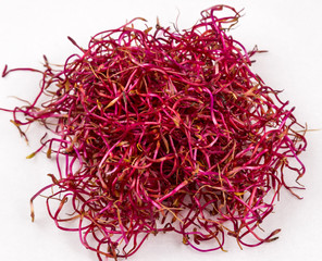 Macro photo of red delicious beetroot sprouts 