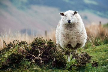 white sheep, on a welsh mountain