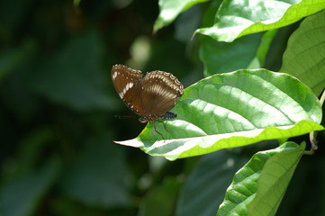 Butterfly Closeup 1