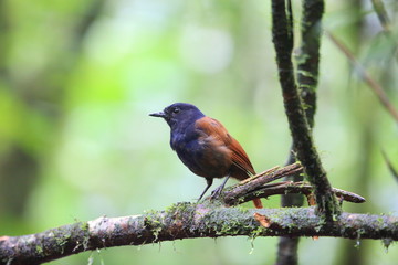Brown-winged whistling thrush (Myophonus castaneus) in Sumatra, Indonesia