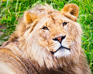 Closeup of a Lion Face