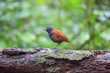 Brown-winged whistling thrush (Myophonus castaneus) in Sumatra, Indonesia