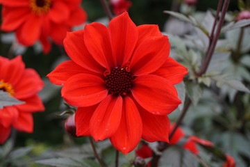 Red flower