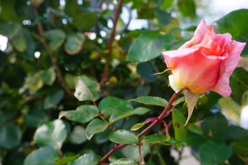 Pink Rose