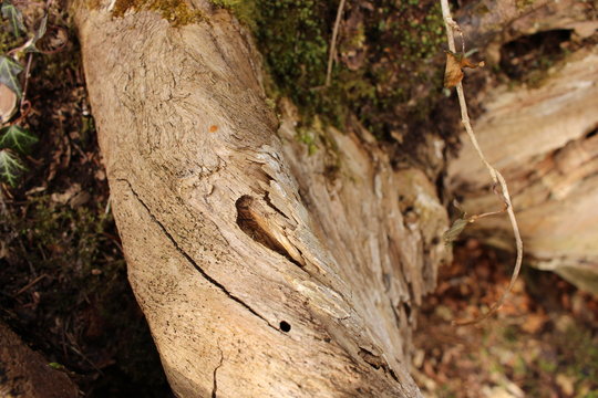 Eibenwald in Bayern