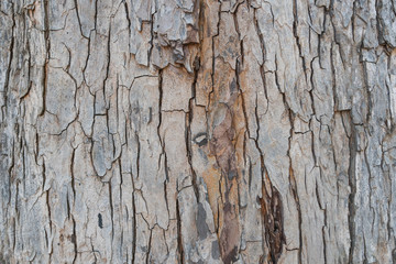 Background texture of tree bark