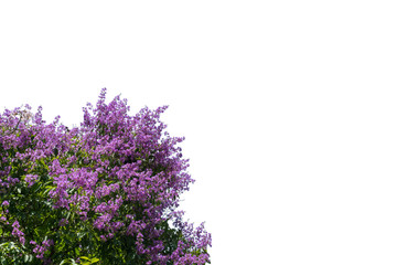 Isolated Bungor tree or Tabak tree with purple flowers on white background