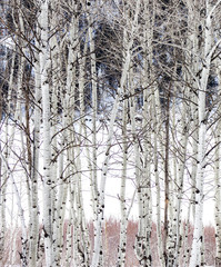 Aspen trees in winter