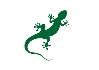 Gecko vector illustration isolated on a white background