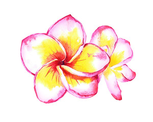 Hand painted plumeria flowers, pink and yellow. Watercolor illustration isolated on white background. Element for your design.