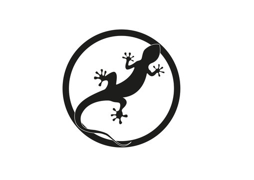 Gecko vector illustration isolated on a white background