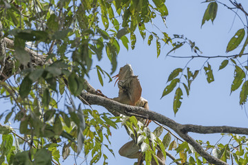 Male Iguana in a Rain forest Tree