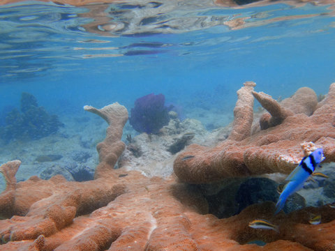Underwater view of orange elkhorn coral (acropora palmata) in the Caribbean Sea