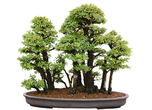 Japanese Elm Bonsai Tree