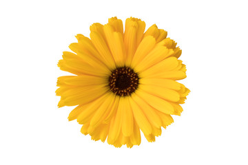 Yellow Flower or Black Eyed Susan on White Background