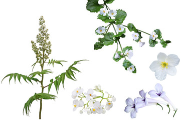 Naklejka premium White Flower Set