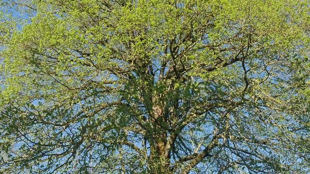 un zoom arri&egrave;re sur un immense arbre vert, un tilleul