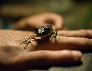 Frog