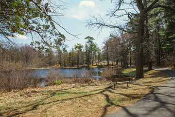 Pine park with a pond. Park with playground in the distance