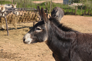 burros en una granja