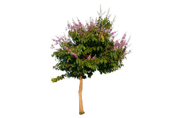 tree Inthanin, Queen s flower, Pride of India, Lagerstroemia macrocarpa Wall middle large tree with beautiful purple flowers and hard shell brown seeds