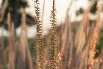 Pennisetum flower in warm sunset