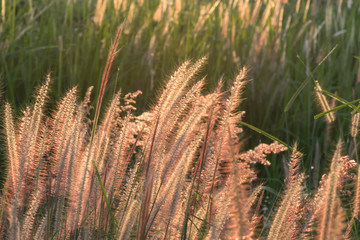 Pennisetum flower in warm sunset