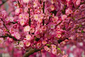 In full bloom in the peach blossom
