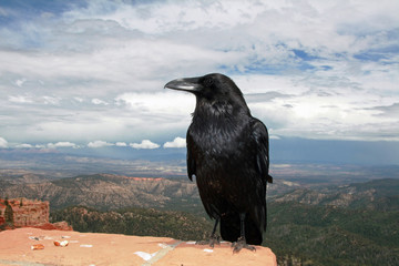 Black crow with blue skyline