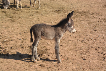 burro pequeño recién nacido