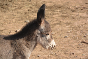 cría de burro