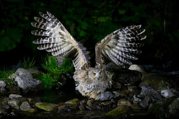 Fototapeta premium シマフクロウ