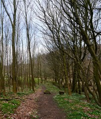 Waldweg im Nationalpark auf Rügen