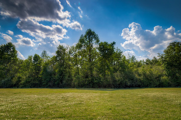 trees at the edge of a field