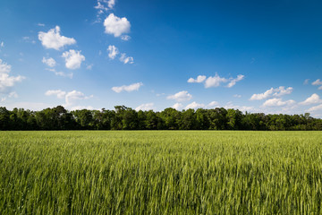 Clouds over wheat field with treeline