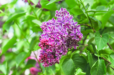 Blooming varietal selection two-tone lilac (Syrínga). The Sort Of 