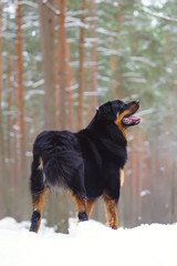 Buryat-Mongolian Wolfhound (Hotosho dog) staying on a snow in winter forest. Backside view