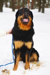 Buryat-Mongolian Wolfhound (Hotosho dog) sitting on a snow in winter forest