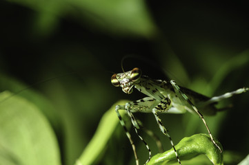 Praying Mantis