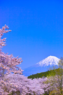 富士市　満開の桜咲く岩本山から見た富士山