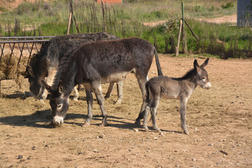 burros en una granja