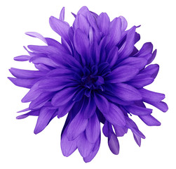 Dahlia blue-violet  flower white  background isolated  with clipping path. Closeup. with no shadows. Nature.