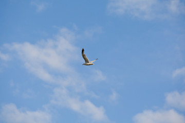 Seagull in Flight