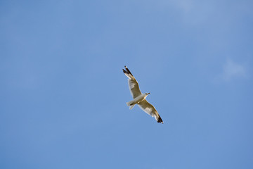 Seagull in Flight