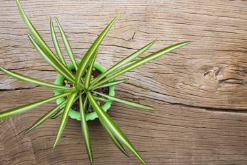 Potted plants on a wooden background